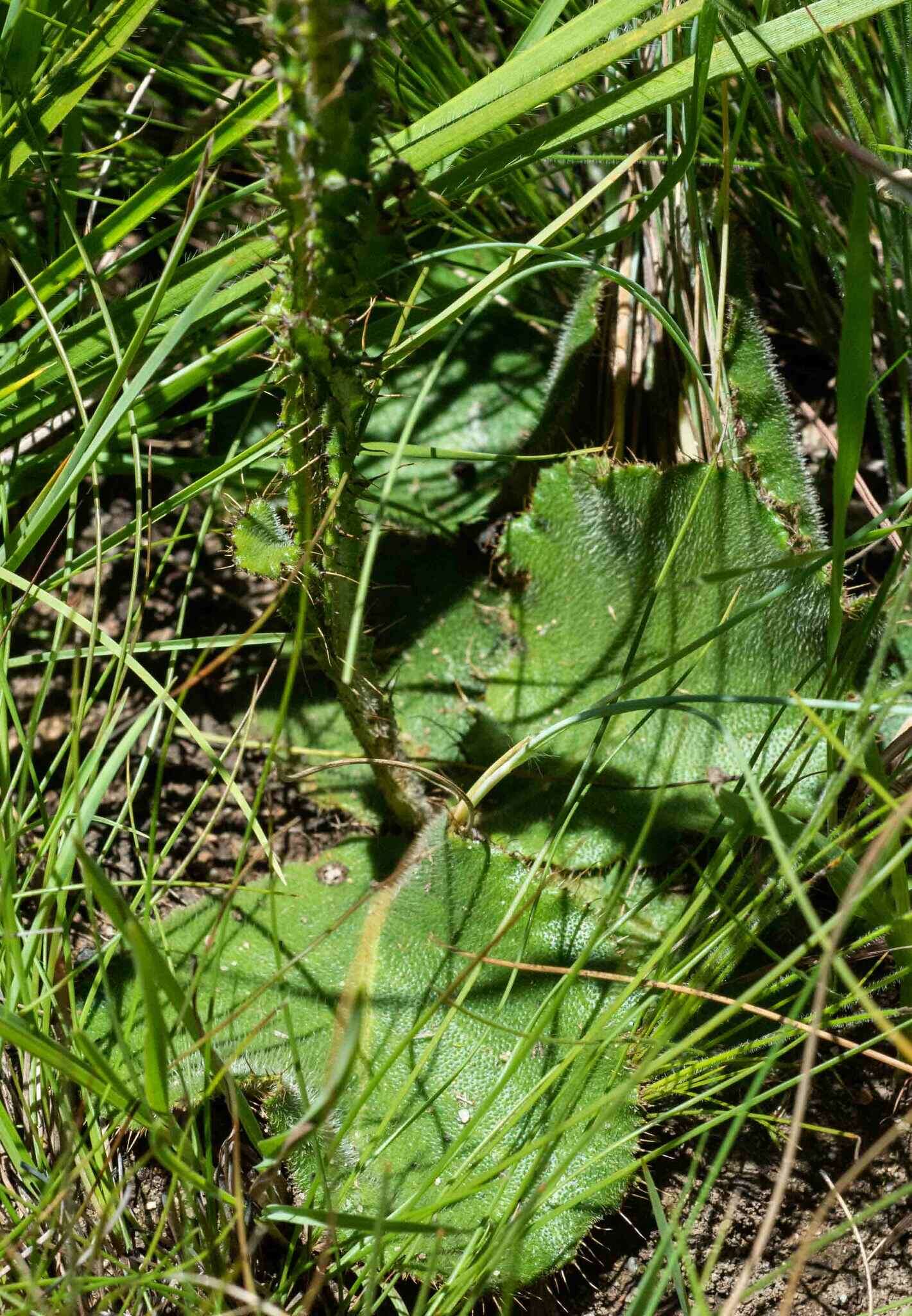 Sivun Berkheya rhapontica (DC.) Hutch. & Burtt Davy kuva