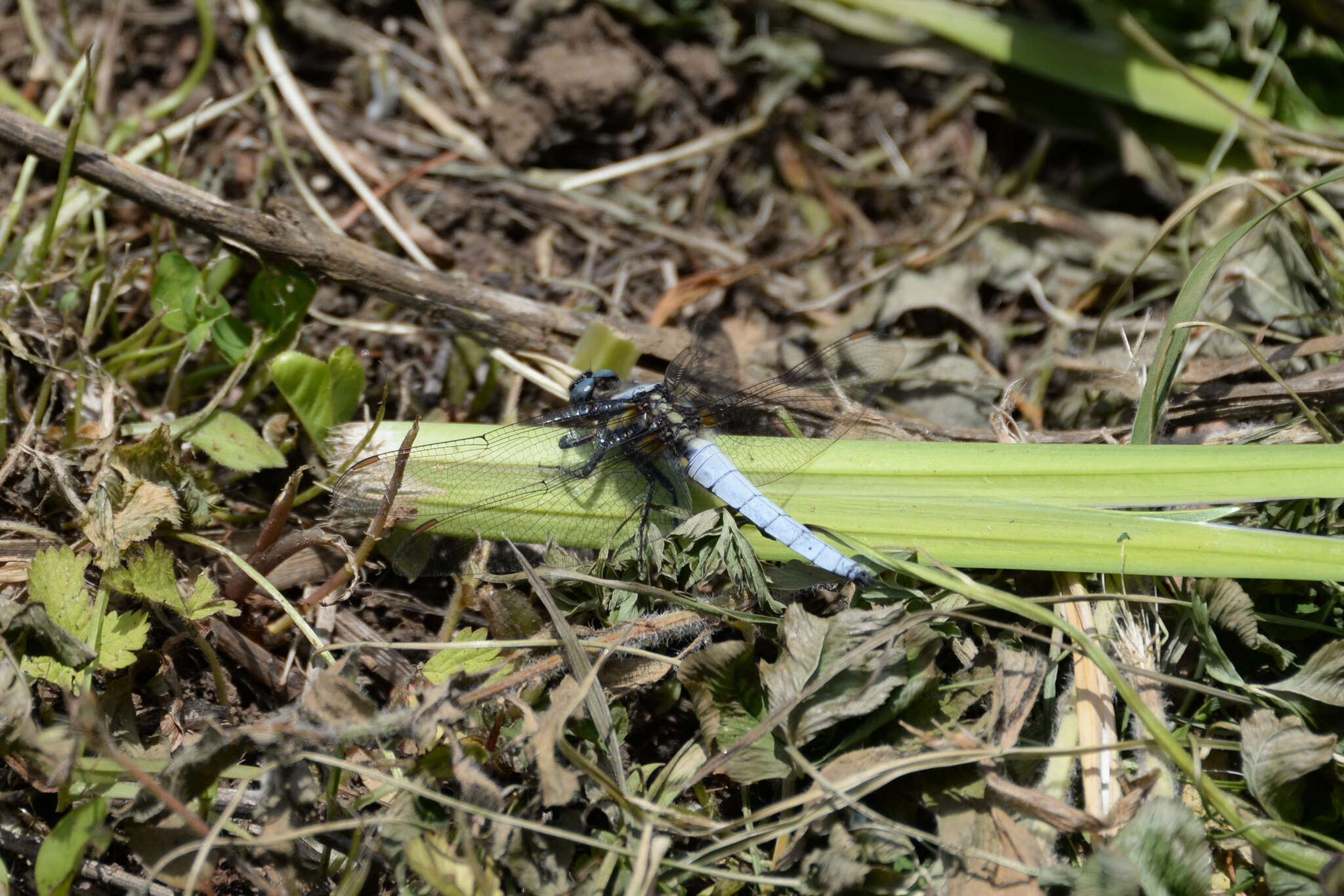 Imagem de Orthetrum japonicum (Uhler 1858)