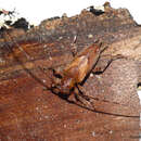 Image of Nealcidion cuspidatum Monné 1998