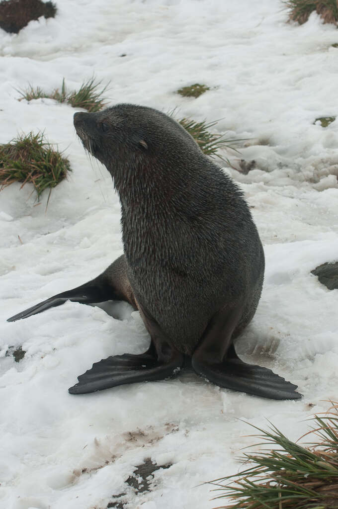 Image of Antarctic Fur Seal