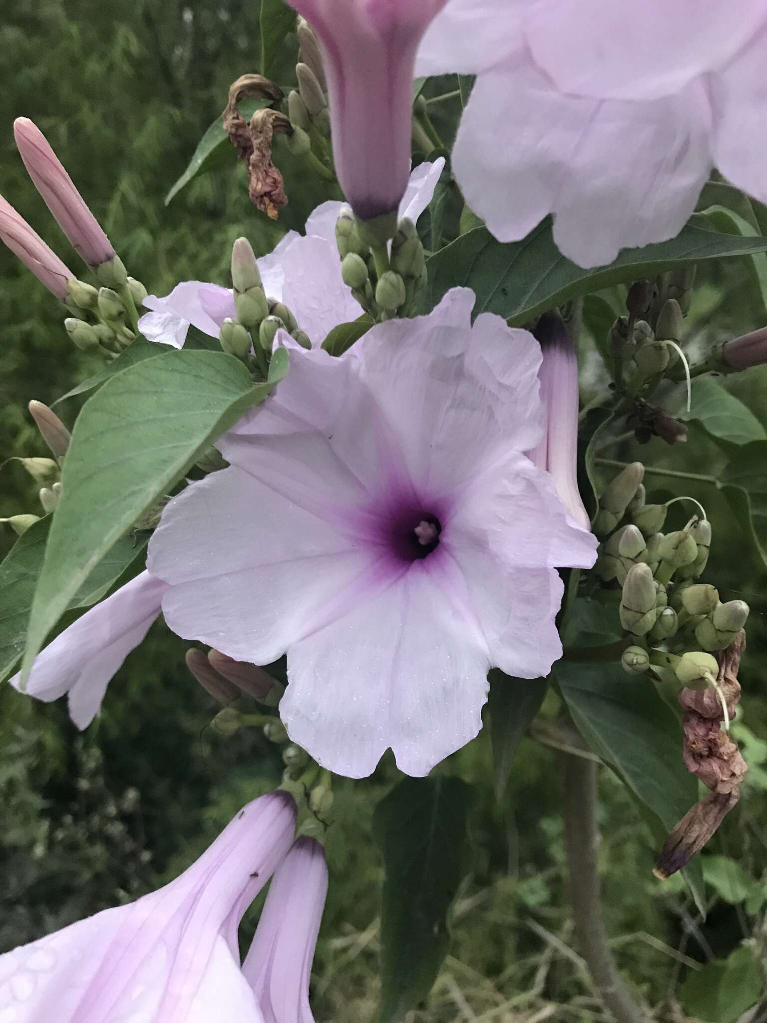 Слика од Ipomoea carnea Jacq.