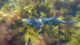 Image of Australian Swellshark