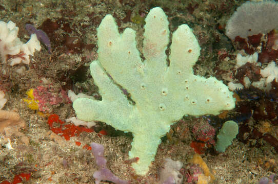 Image of Callyspongia (Cladochalina) manus Lendenfeld 1887