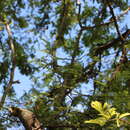 Image of false tamarind