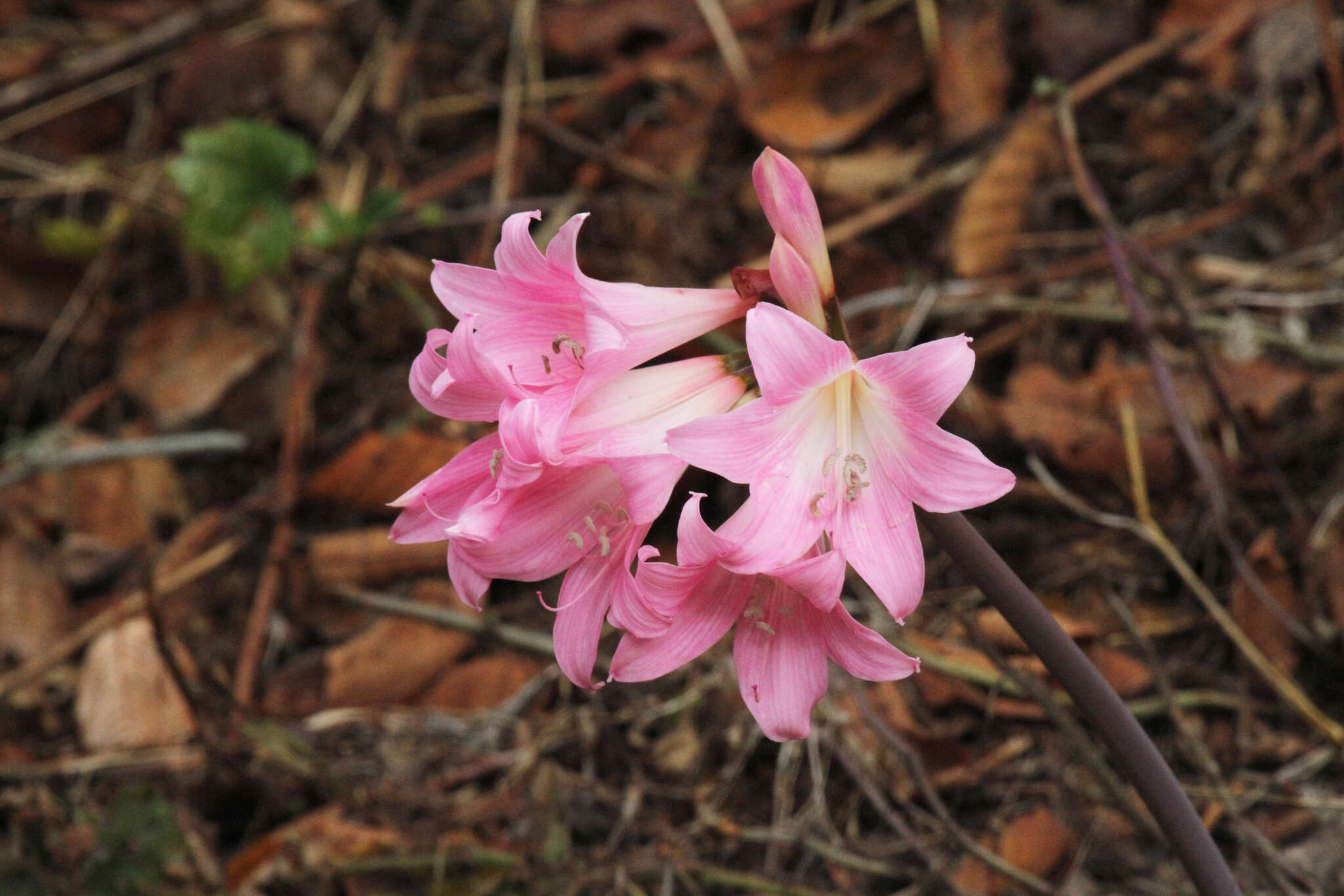 Image of Amaryllis