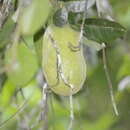 Image of Swinglea glutinosa (Blanco) Merr.