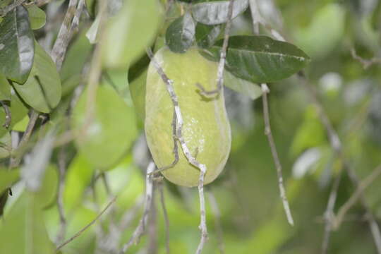 Image de Swinglea glutinosa (Blanco) Merr.