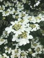 Image of Viburnum plicatum var. tomentosum (Thunb. ex Murray) Miq.