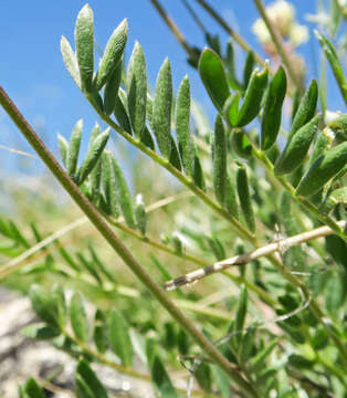 Sivun Oxytropis campestris var. cusickii (Greenm.) Barneby kuva