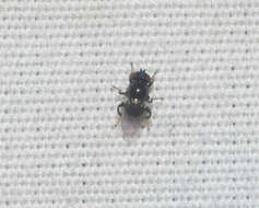 Image of Fly