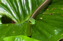 Image of Cope's Parrot Snake