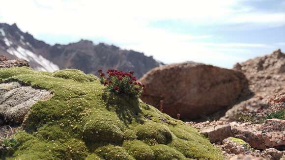 Thylacospermum caespitosum (Cambess.) Schischk.的圖片