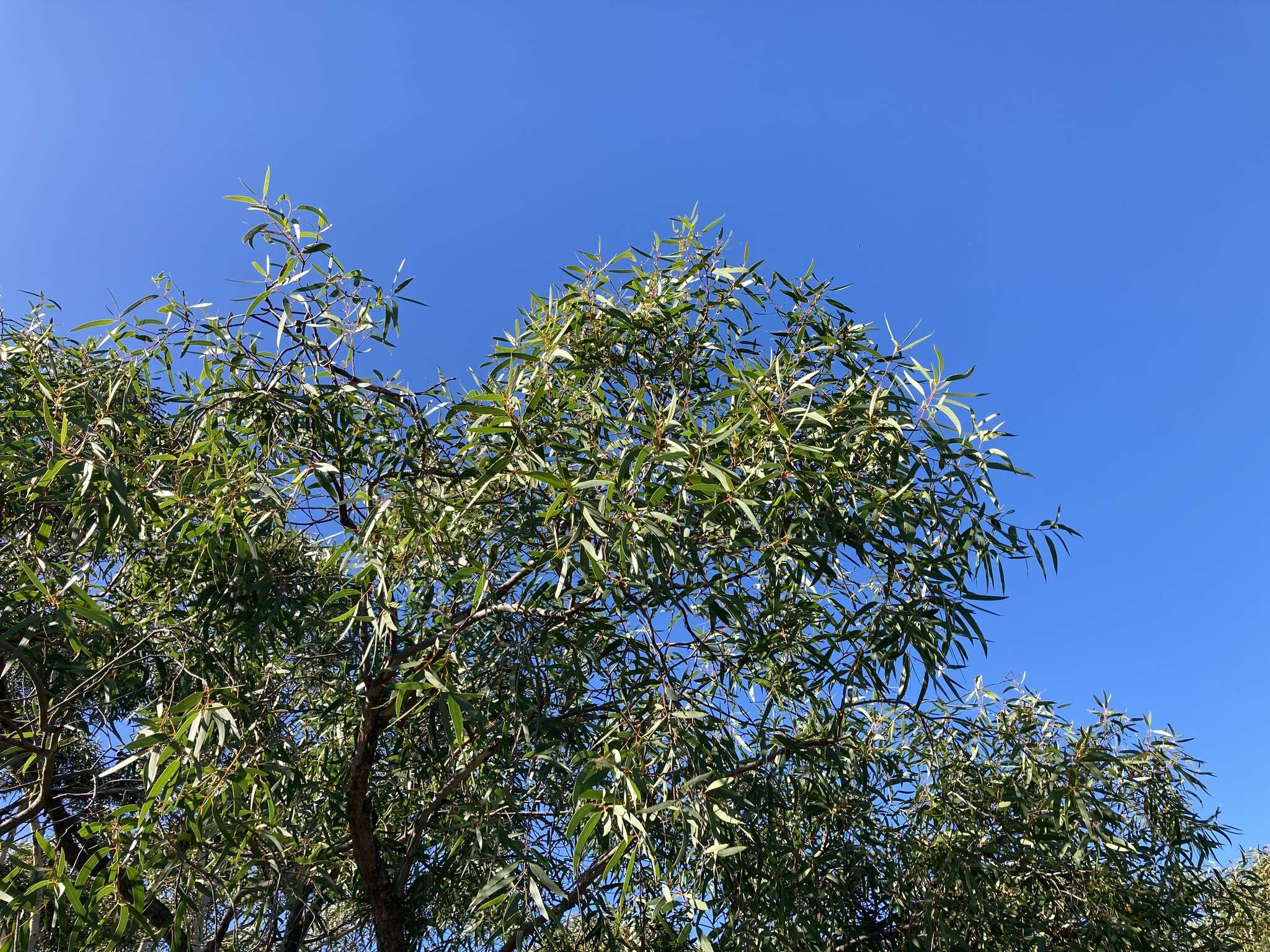 Image of Eucalyptus lateritica M. I. H. Brooker & S. D. Hopper