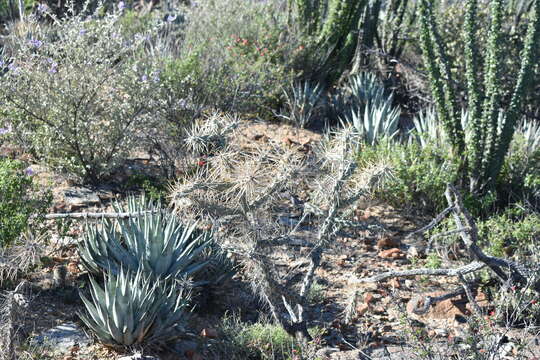 Image of Cylindropuntia molesta (Brandegee) F. M. Knuth