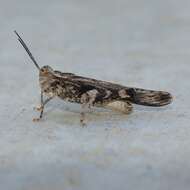 Image of Ridged Grasshopper