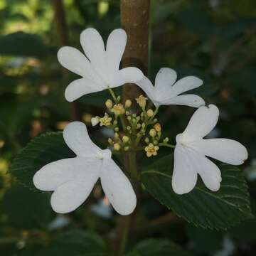 Image of Viburnum hanceanum Maxim.