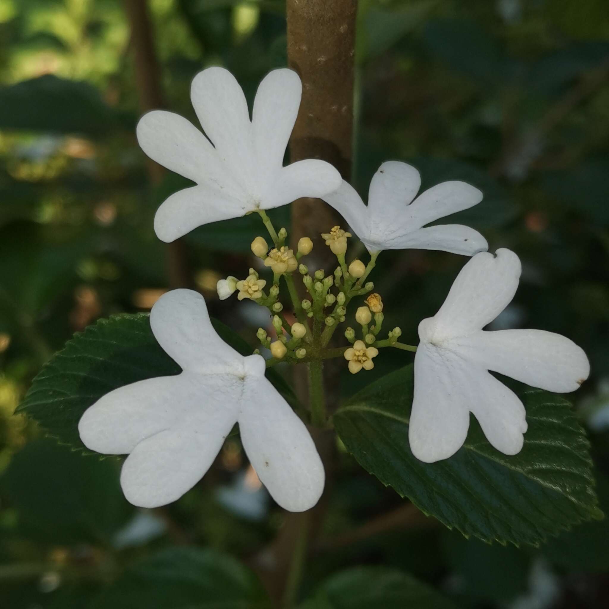 Image de Viburnum hanceanum Maxim.