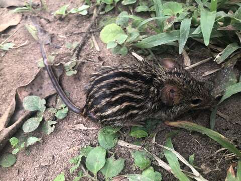 صورة Lemniscomys striatus (Linnaeus 1758)