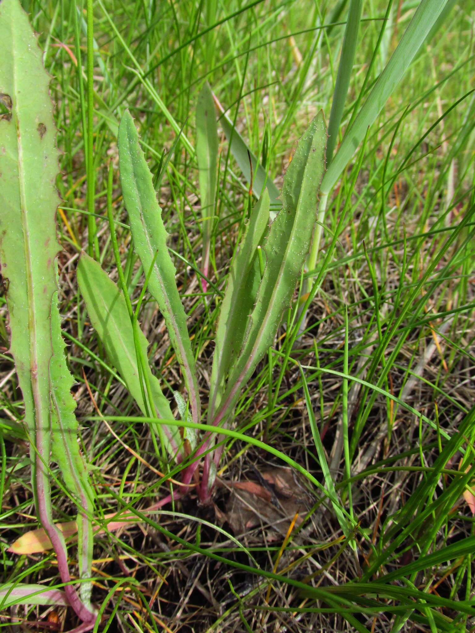 Plancia ëd Sonchus arvensis subsp. humilis (N. I. Orlova) N. N. Tzvel.