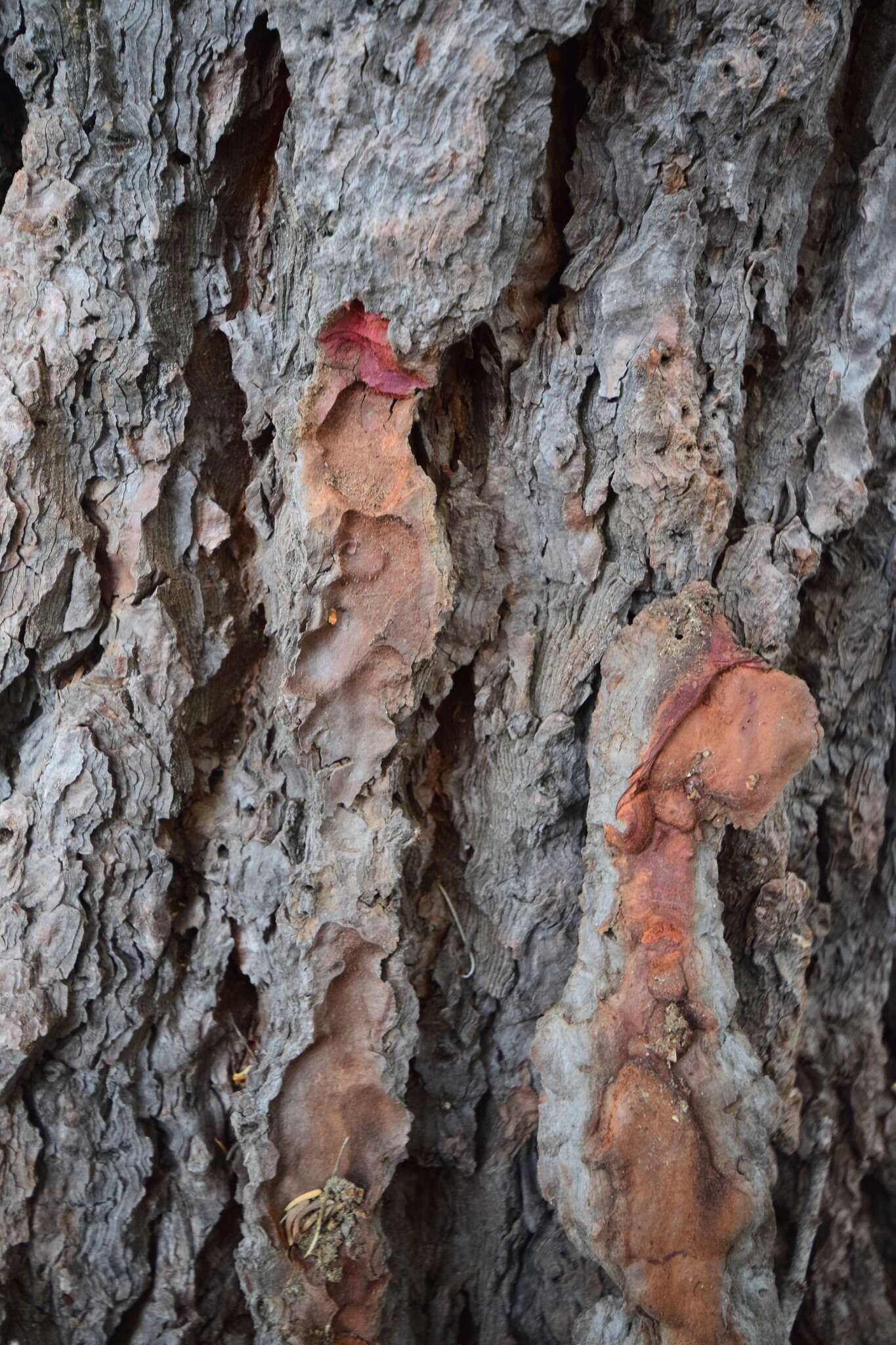 Image of California Red Fir