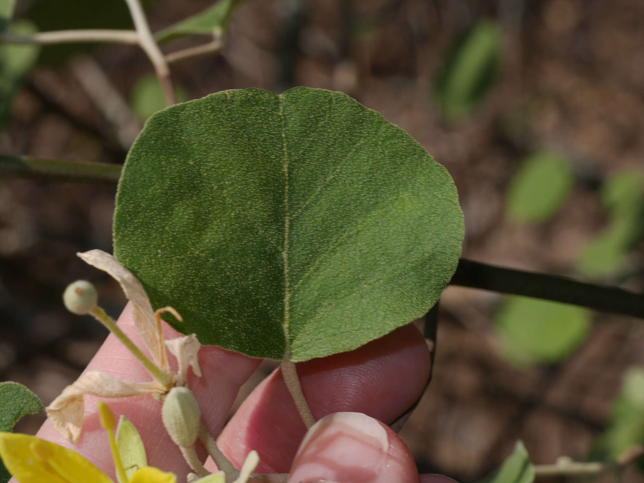 Image of <i>Capparicordis tweedieana</i>