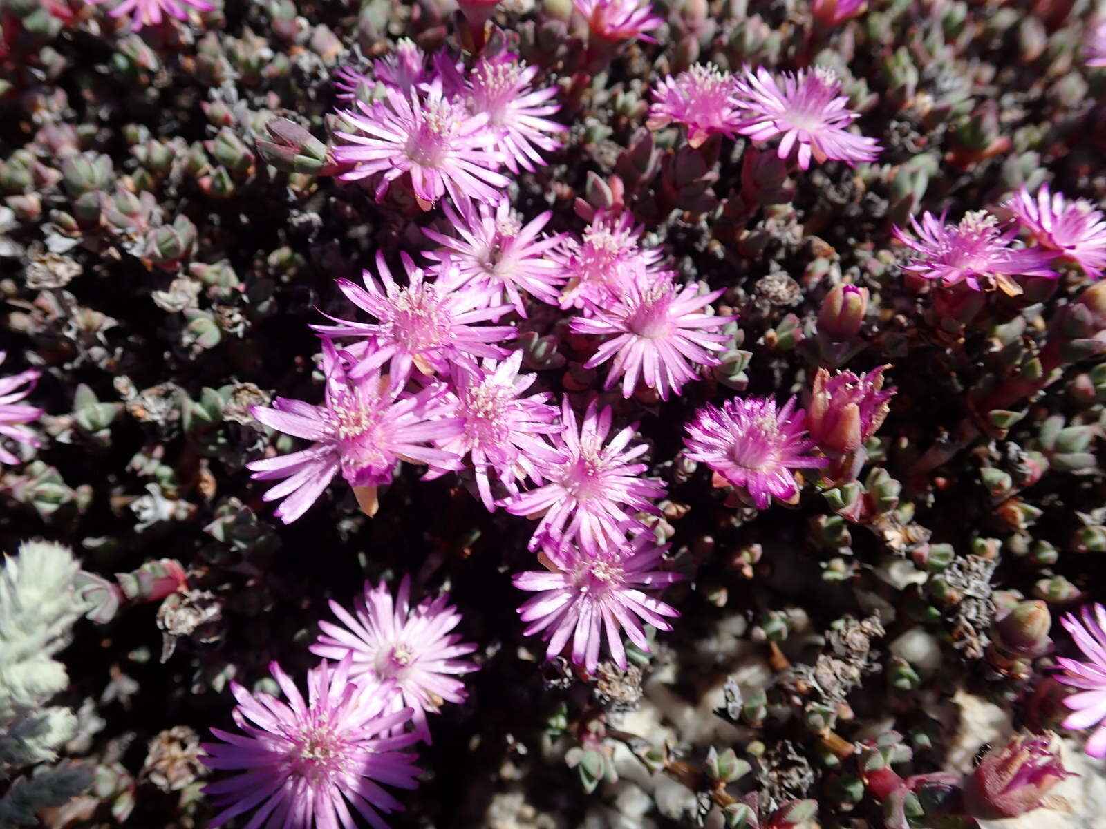 Image of Antimima prolongata (L. Bol.) H. E. K. Hartmann