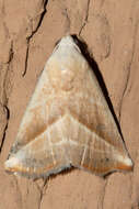 Image of Straight-lined Seed Moth