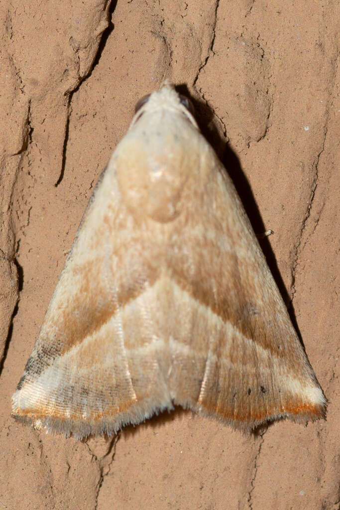 Image of Straight-lined Seed Moth