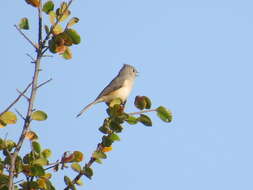 Image of American Titmice