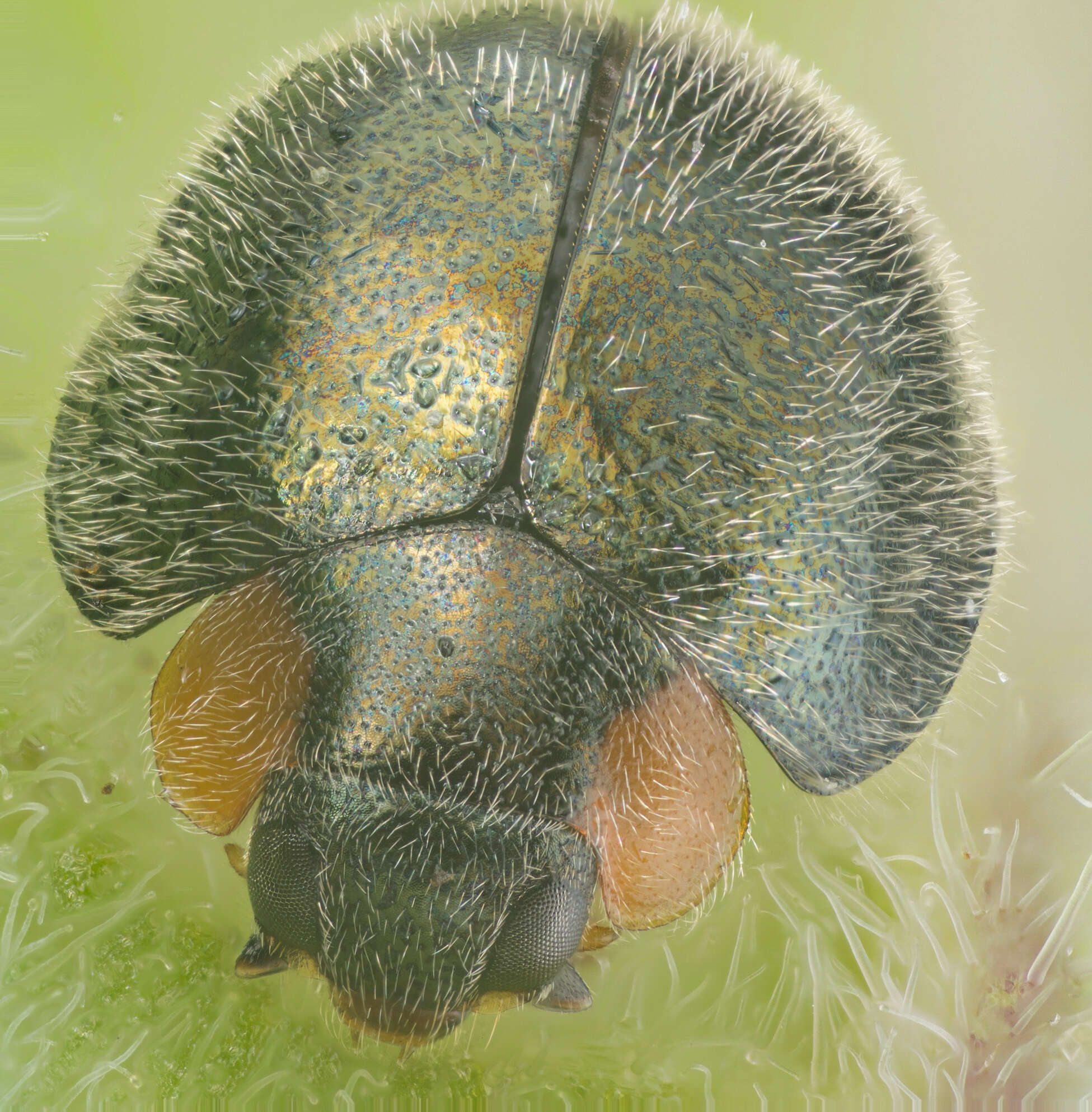 Image of Ladybird beetle