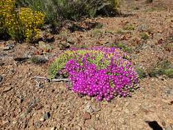 Imagem de Drosanthemum tuberculiferum L. Bol.