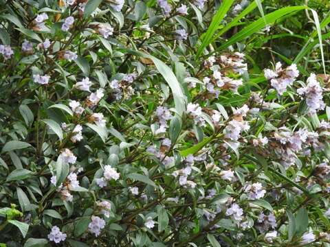 Strobilanthes kunthianus (Wall. ex Nees) T. Anders. ex Benth. resmi