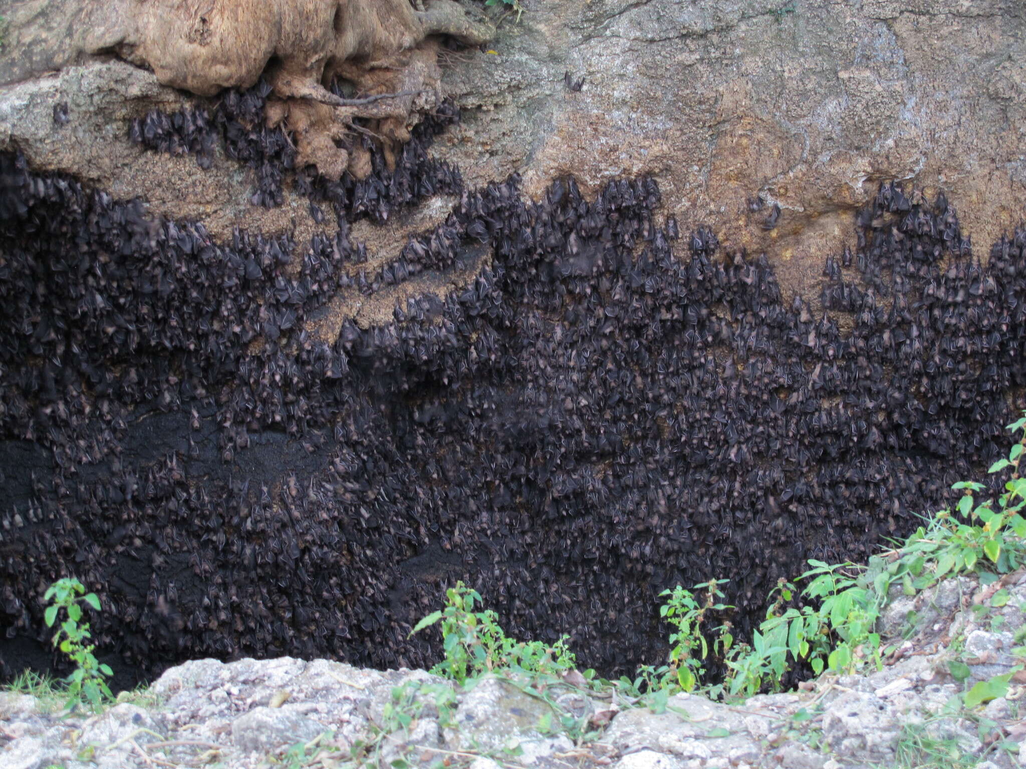 Слика од Rousettus amplexicaudatus (E. Geoffroy 1810)