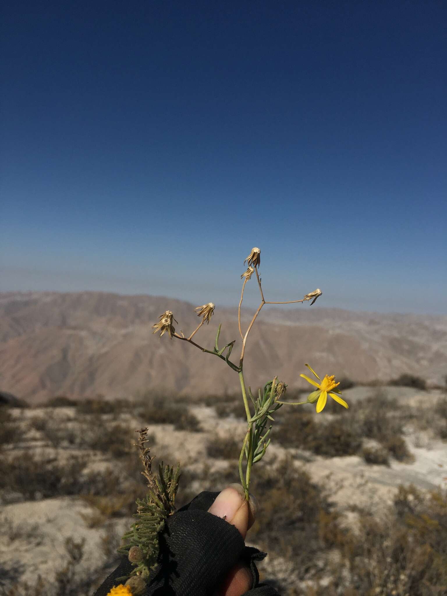 Image of Senecio yurensis Rusby