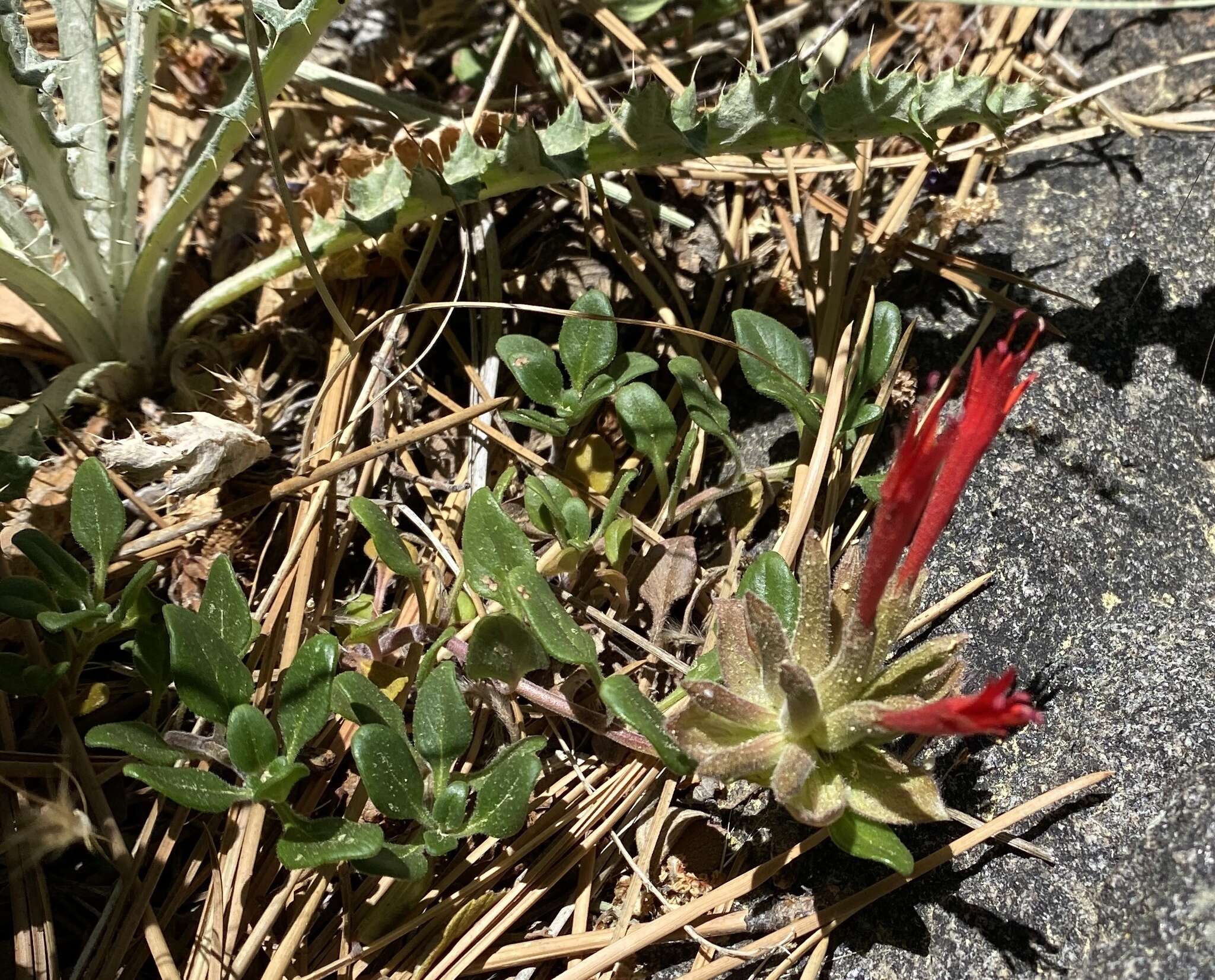 Image de Monardella macrantha subsp. macrantha