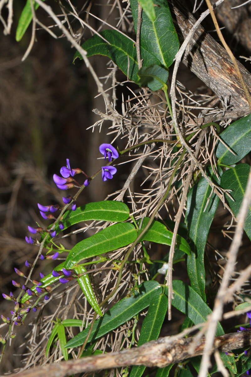 Image of Australian lilac vine