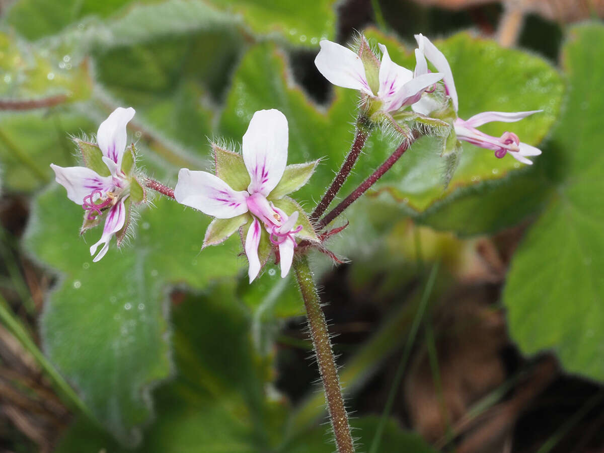 Image of Pelargonium tomentosum Jacq.