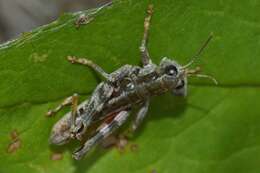 Слика од Buckellacris chilcotinae (Hebard 1922)