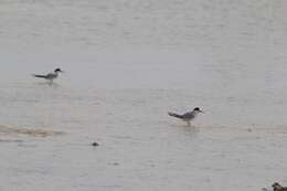 Image of Saunders's tern