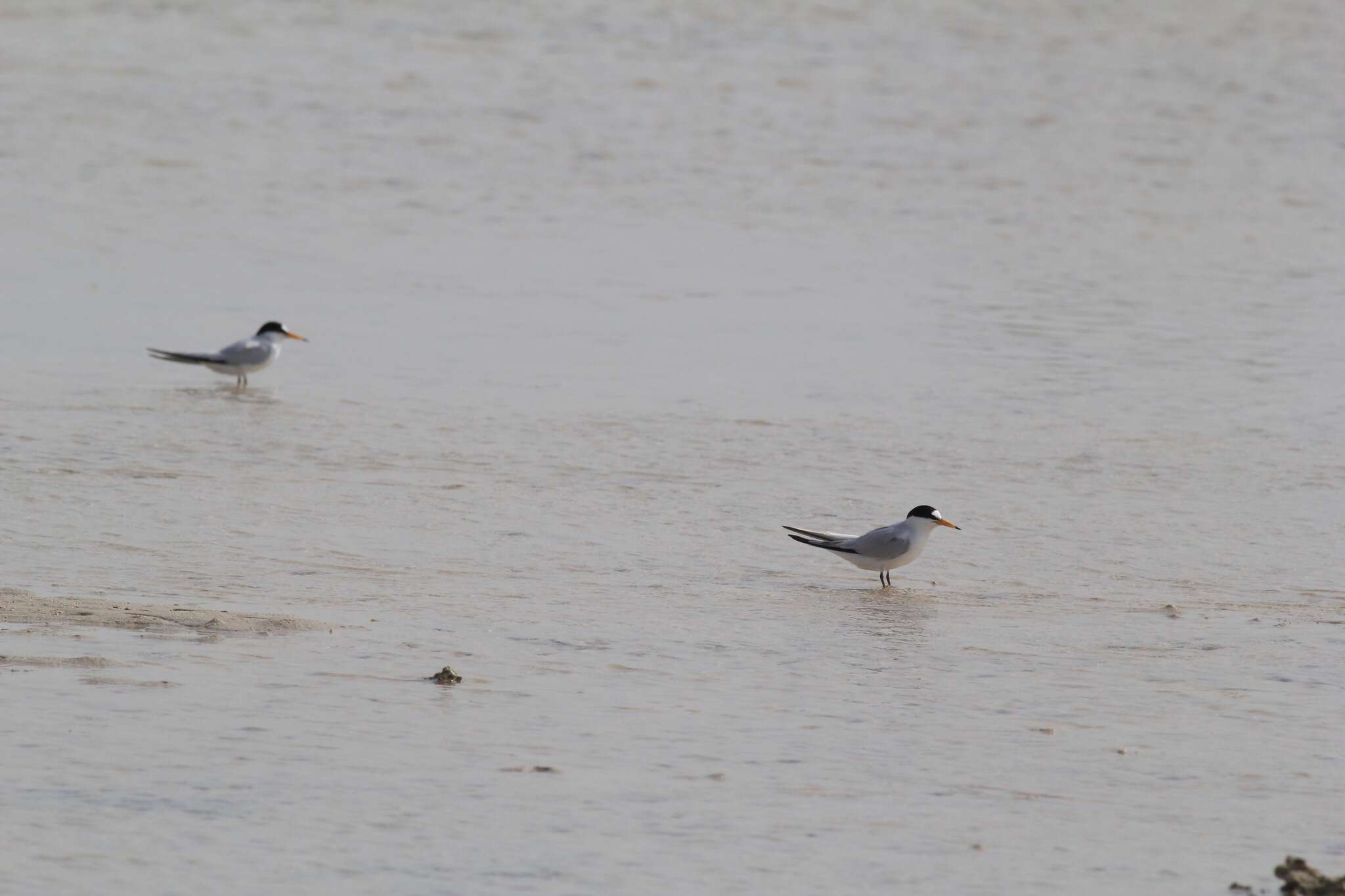 Image of Saunders's tern