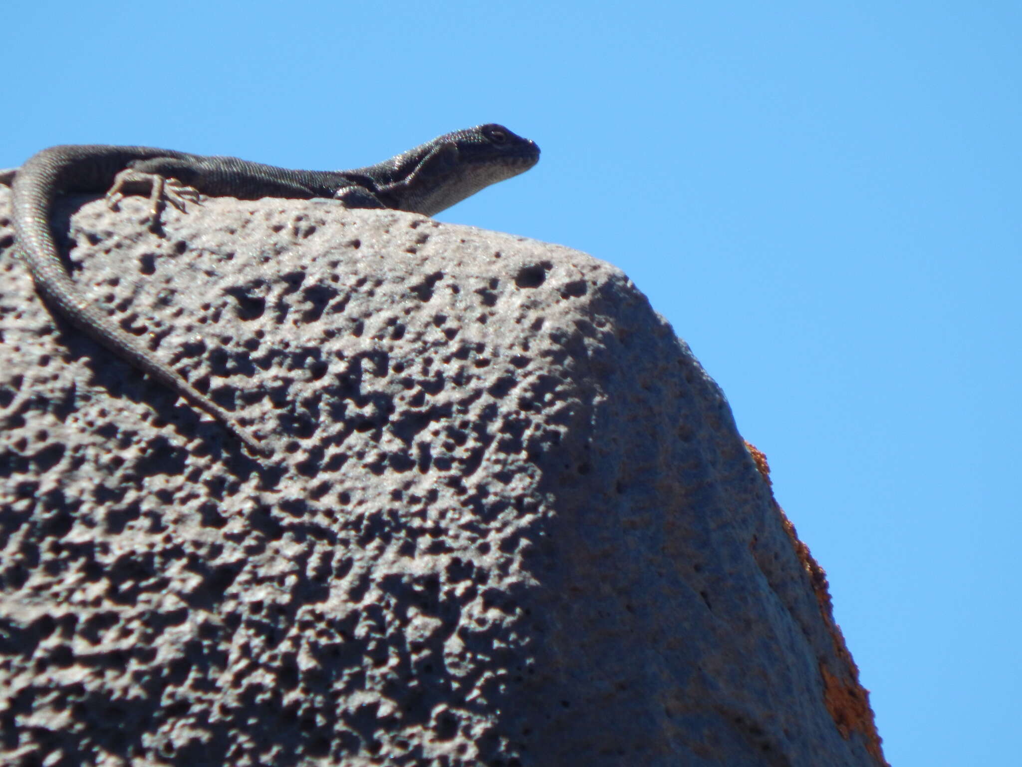 Image of Elongate Tree Iguana