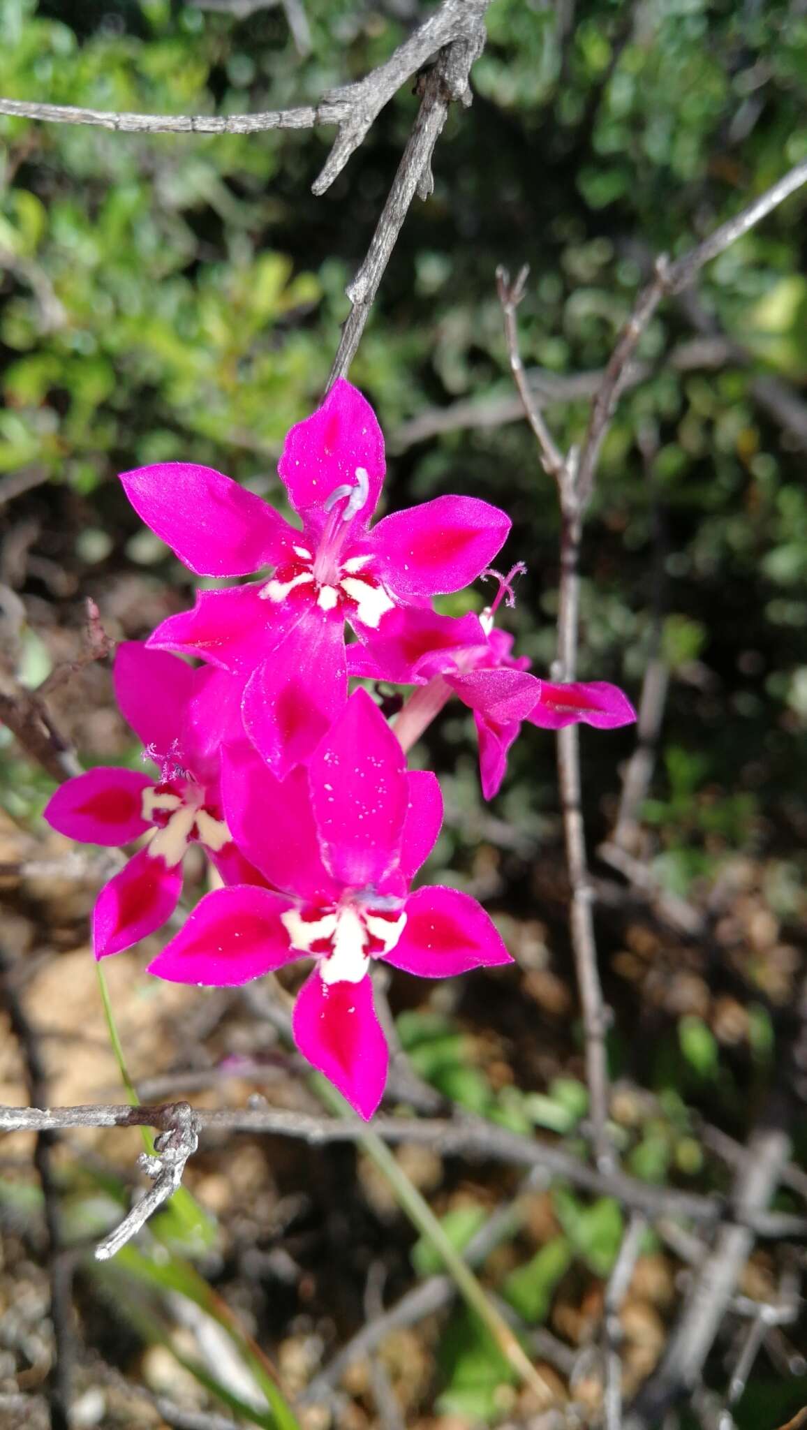 Image of Lapeirousia silenoides (Jacq.) Ker Gawl.