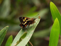 Image of Trapezites symmomus Hübner 1923