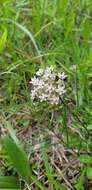 Image of Michaux's Milkweed