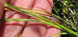 Image of Gladiolus oreocharis Schltr.