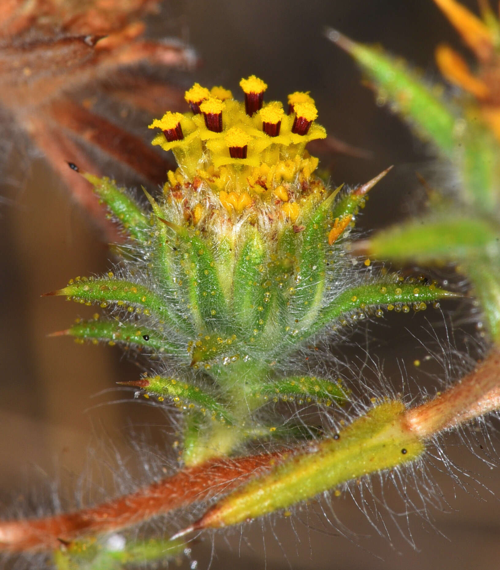 Image of Fitches Spikeweed