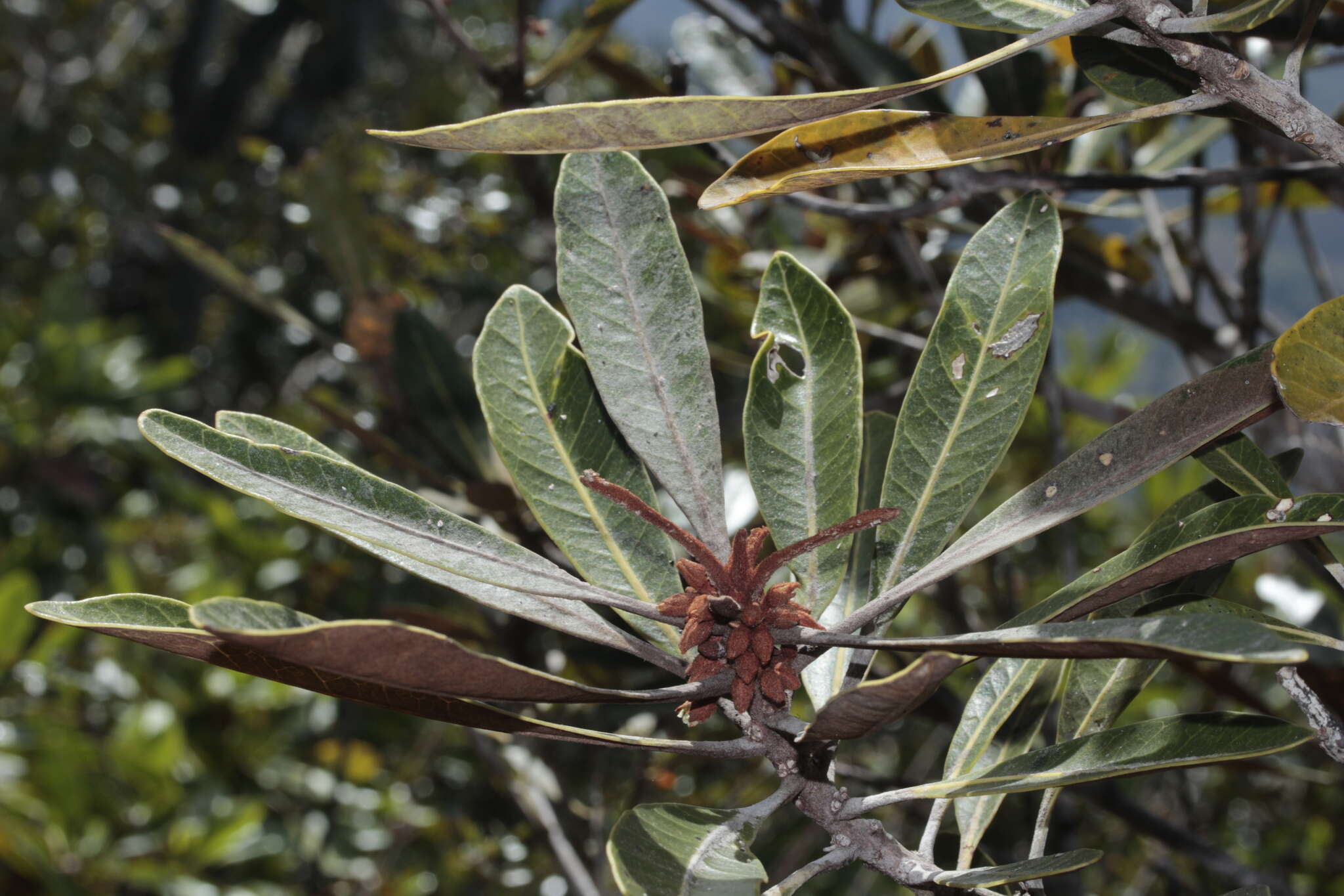 Image of Planchonella lauracea (Baill.) Dubard