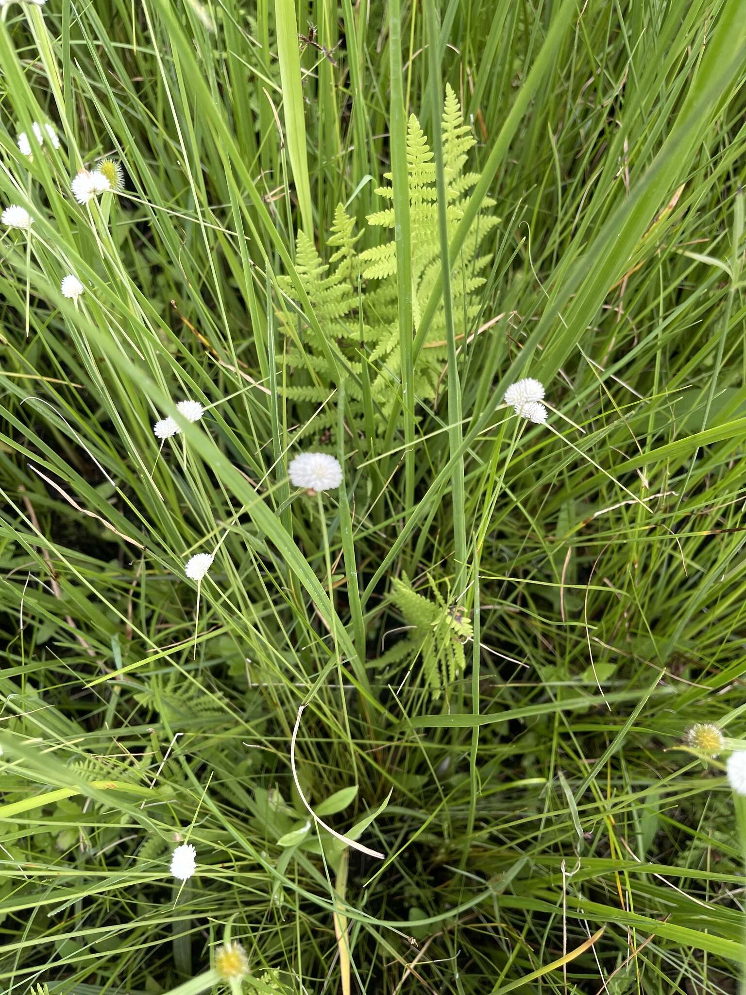 Image of Cyperus ascocapensis Bauters