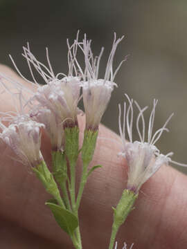 Image of western snakeroot