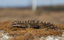 Image of Hemidactylus sataraensis Giri & Bauer 2008